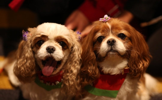phoca thumb therapy dogs